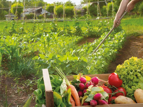 Fertilisant naturel Fruits et Légumes