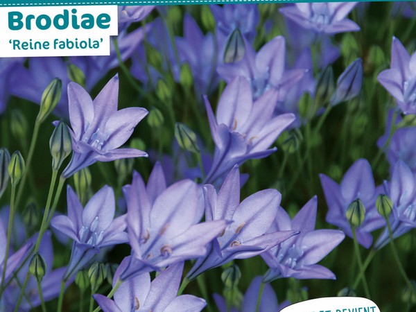 Brodiaea 'Reine fabiola'