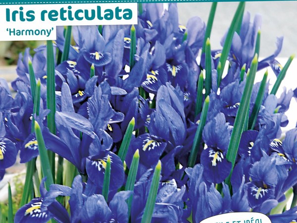 Iris reticulata 'Harmony'