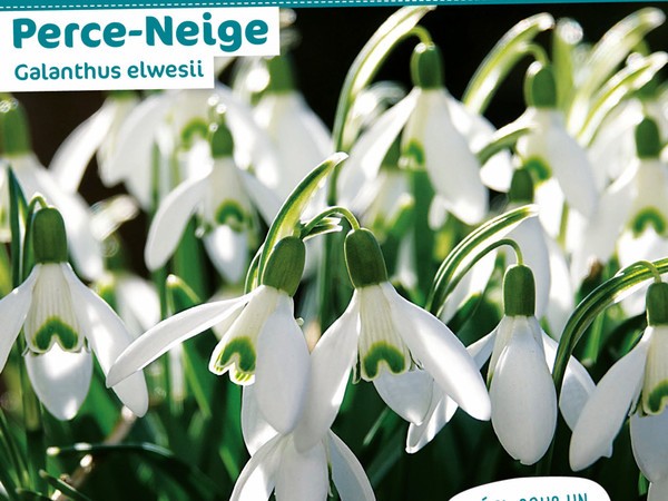 Perce-neige Galanthus elwesii