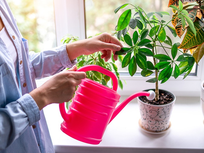 Entretien des plantes