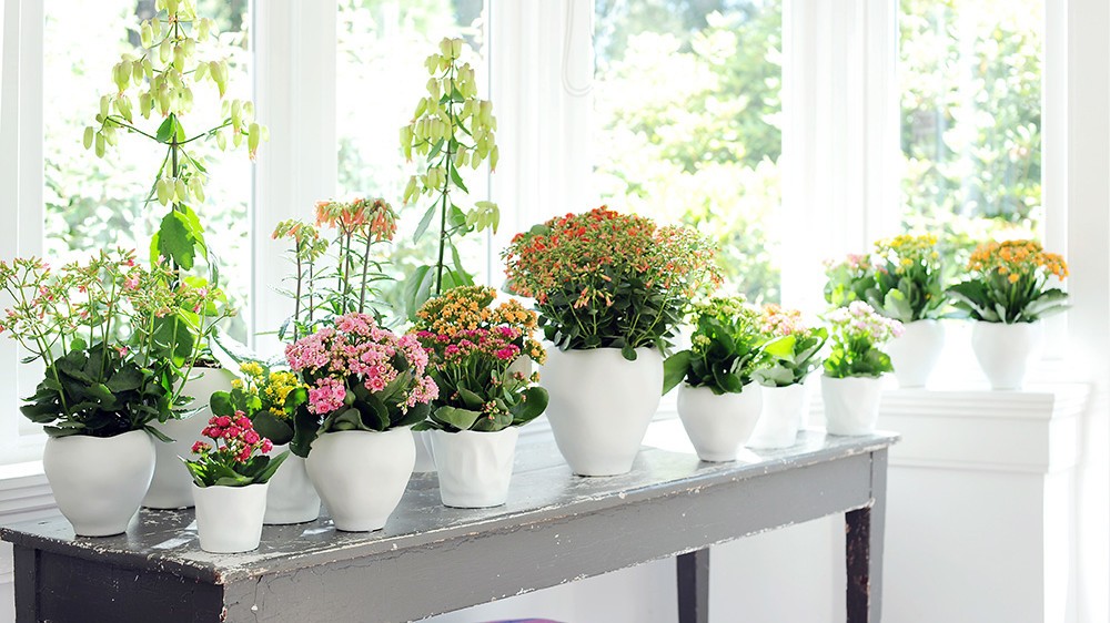 choisir-plantes-interieur-2.jpg choisir-plantes-interieur-2.jpg
