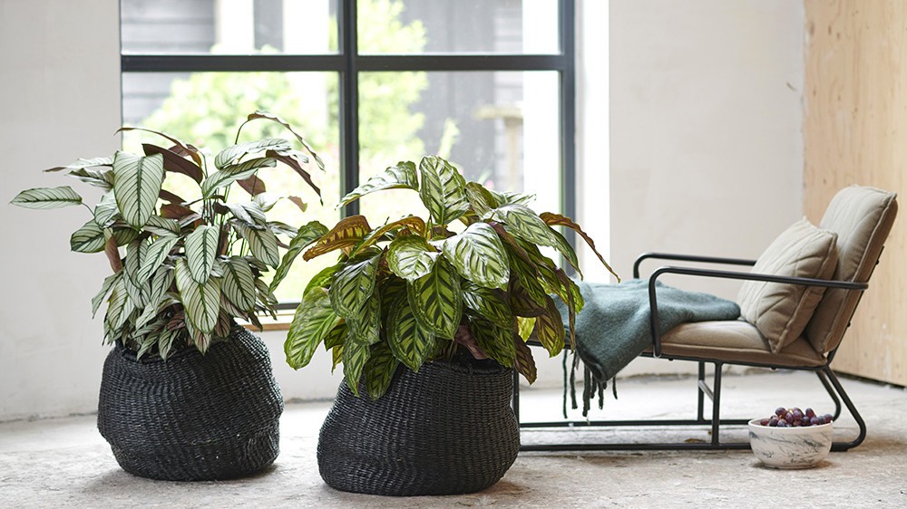 choisir-plantes-interieur.jpg choisir-plantes-interieur.jpg