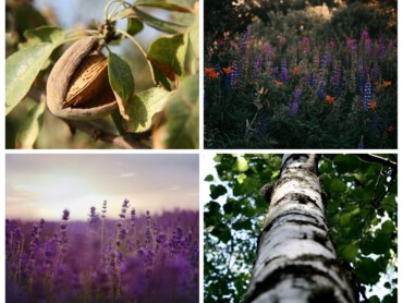 plantes qui résistent à la sécheresse