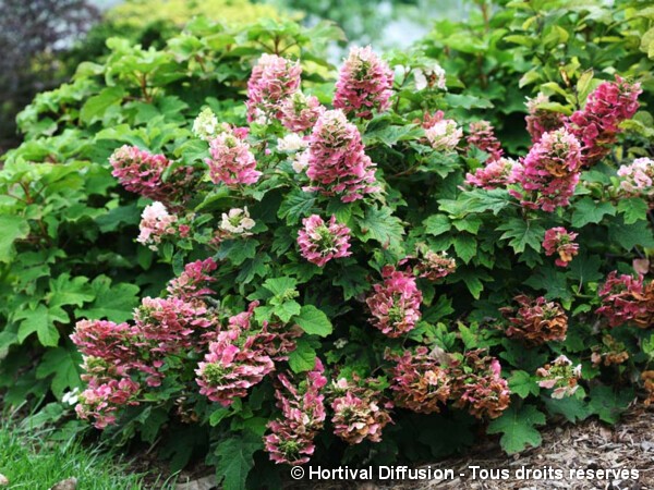 Hortensia à feuilles de chêne 'Ruby Slippers'