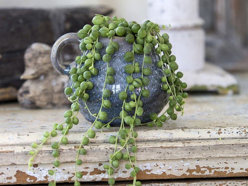 OFFREZ DES VACANCES A VOS PLANTES D'INTERIEUR !