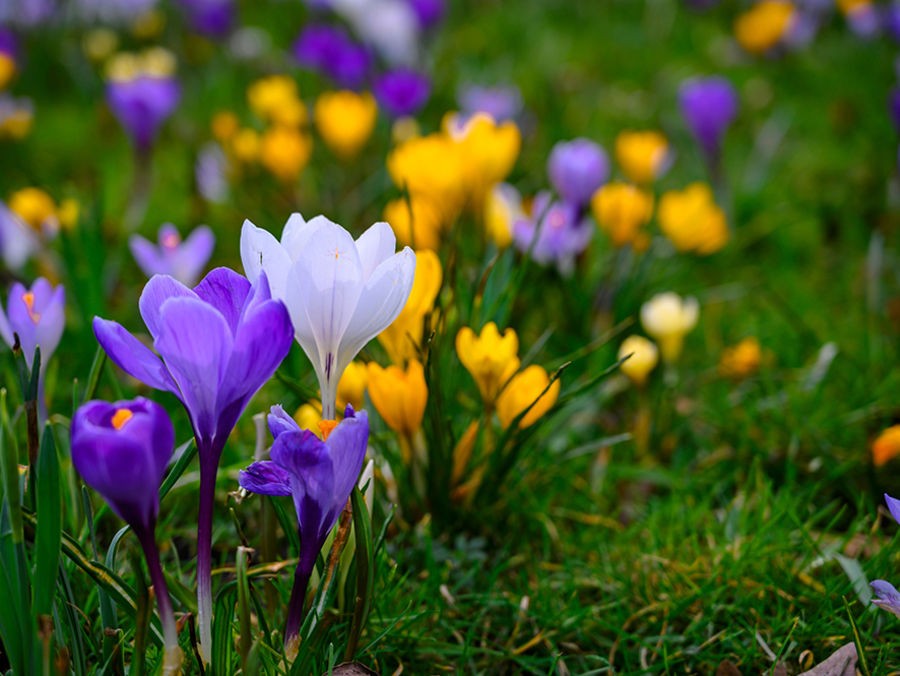 Planter au printemps les bulbes à floraison estivale - Elle Décoration