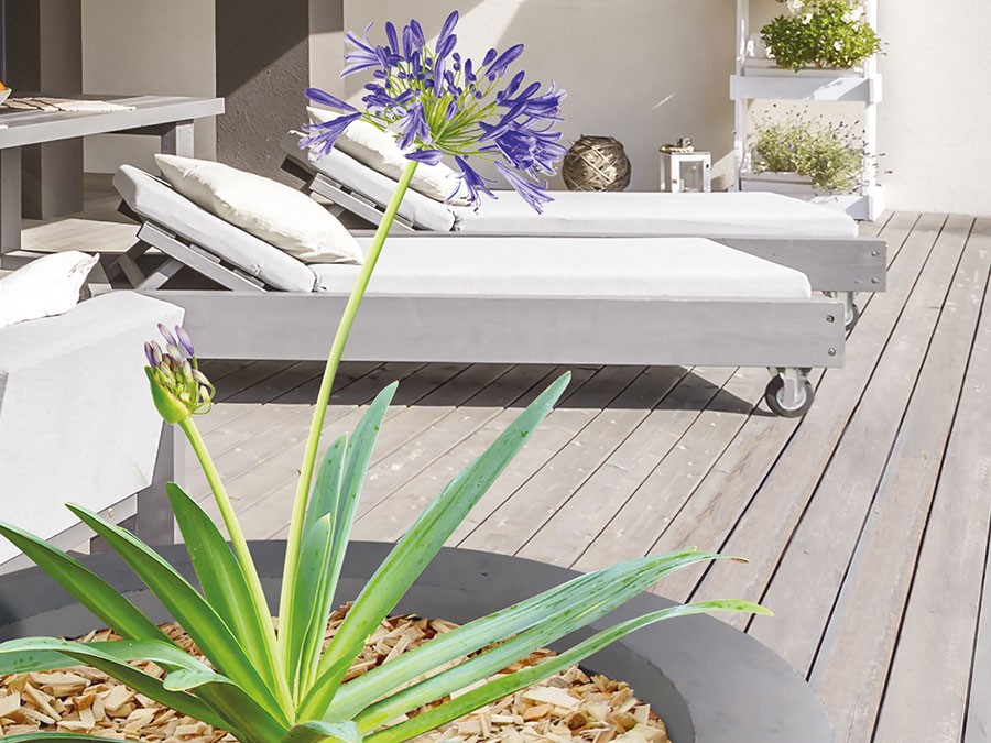 paillez les pieds des plantes en pots paillez les pieds des plantes en pots