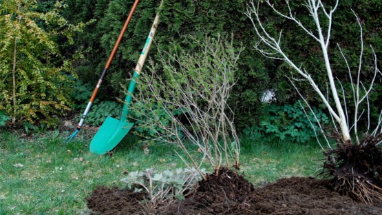 Déplacer une plante