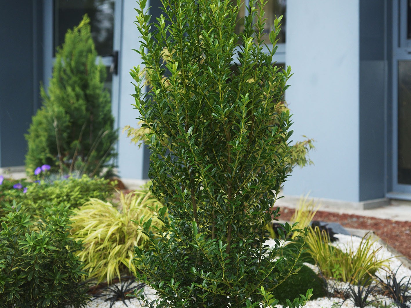 Plante brise-vue : notre top 7 pour le jardin ou le balcon