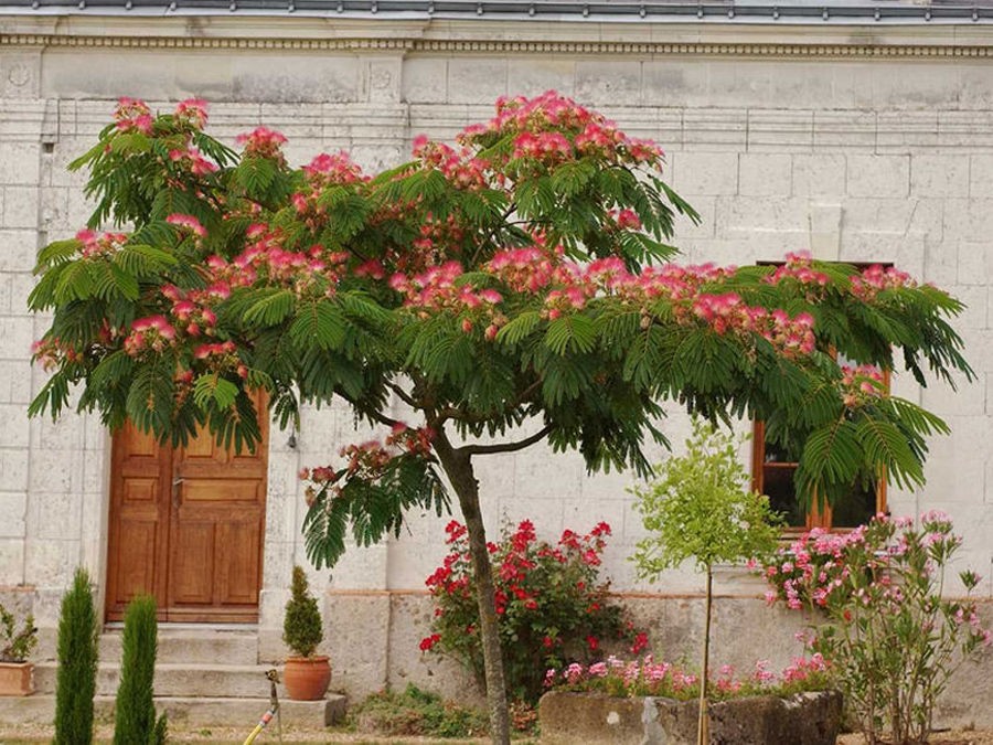 arbre pour petit jardin: érable du Japon à feuilles rouges