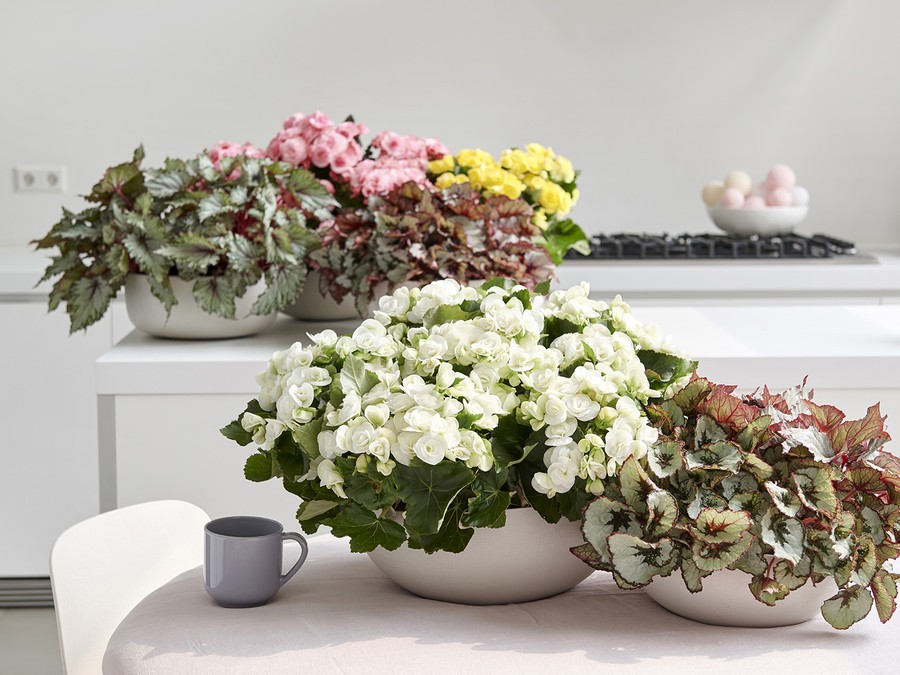 Begonia Elatior | Silence, ça pousse