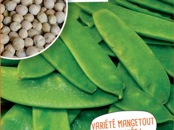 Pois mangetout Normand