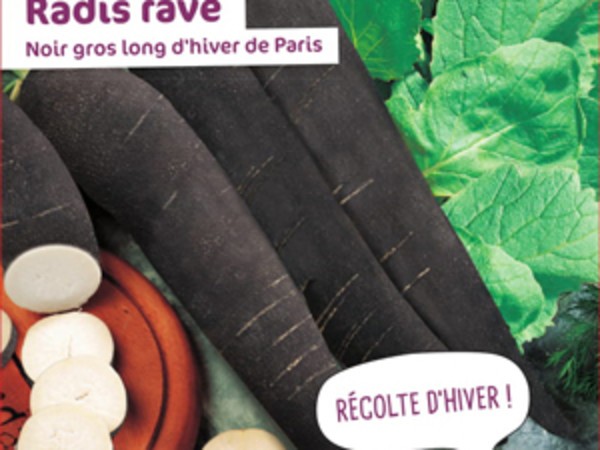 Radis rave Noir gros long d'hiver de Paris