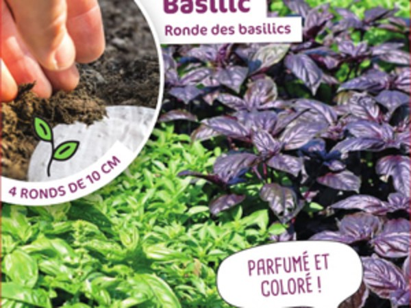 Basilic Ronde des basilics