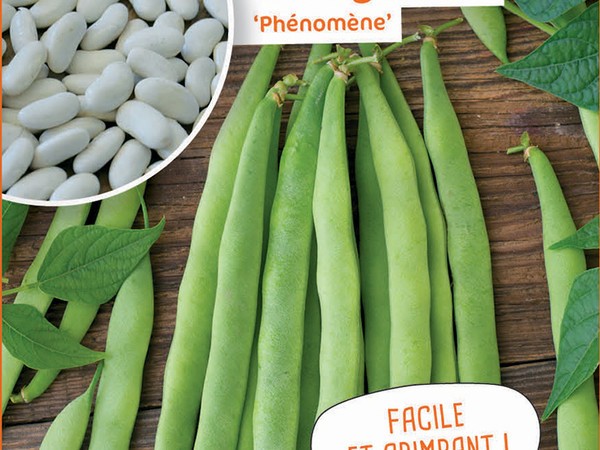 Haricot à rames mangetout Phénomène