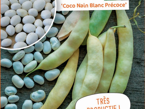 Haricot nain à écosser Coco Nain Blanc Précoce