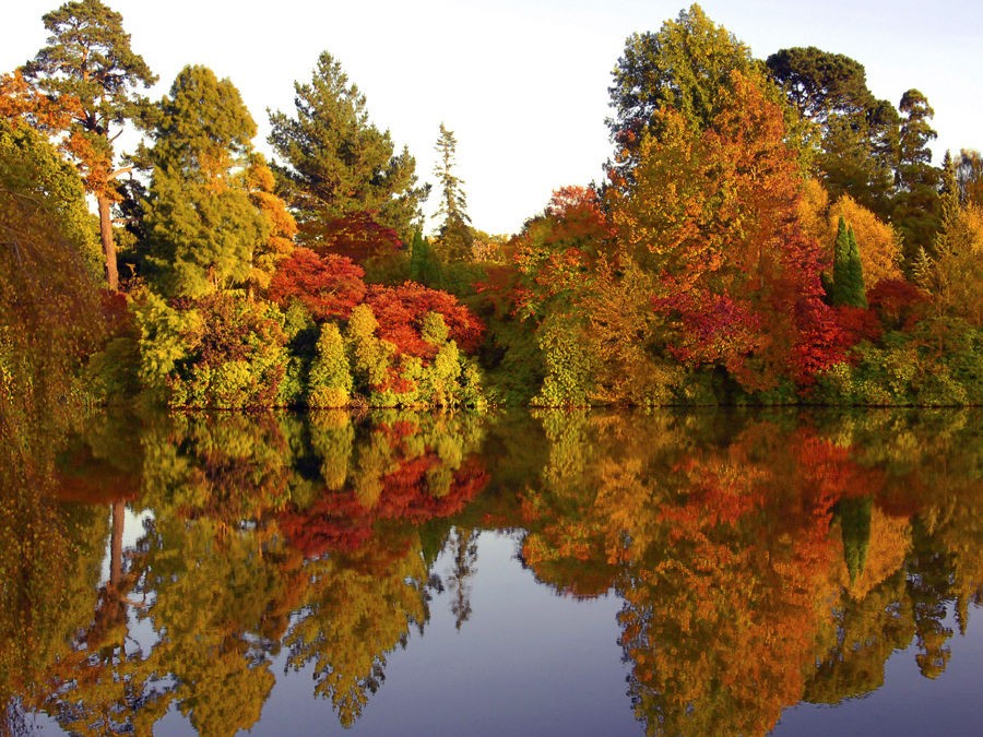 POURQUOI LES FEUILLES CHANGENT DE COULEURS EN AUTOMNE ? 