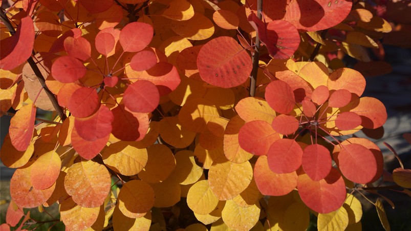 Cotinus coggygria FLAMISSIMO®