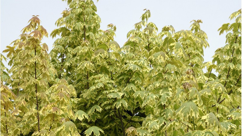 Feuilles verte