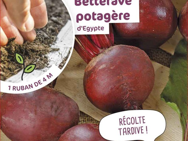 Betterave potagère d'Egypte présemée