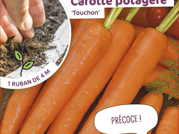 Carotte potagère Touchon présemée