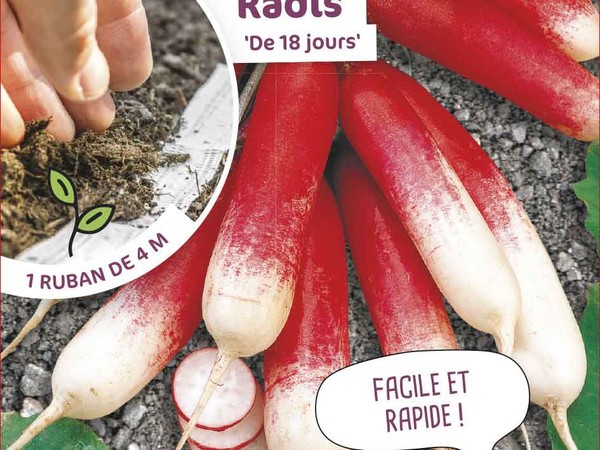 Radis de 18 jours