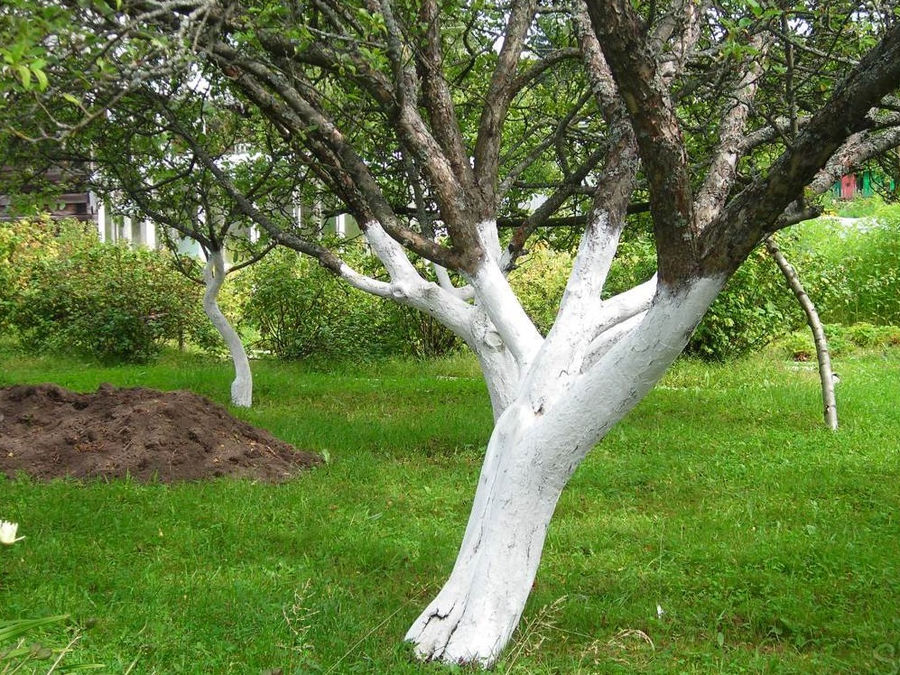 Protéger les récoltes des arbres fruitiers du gel