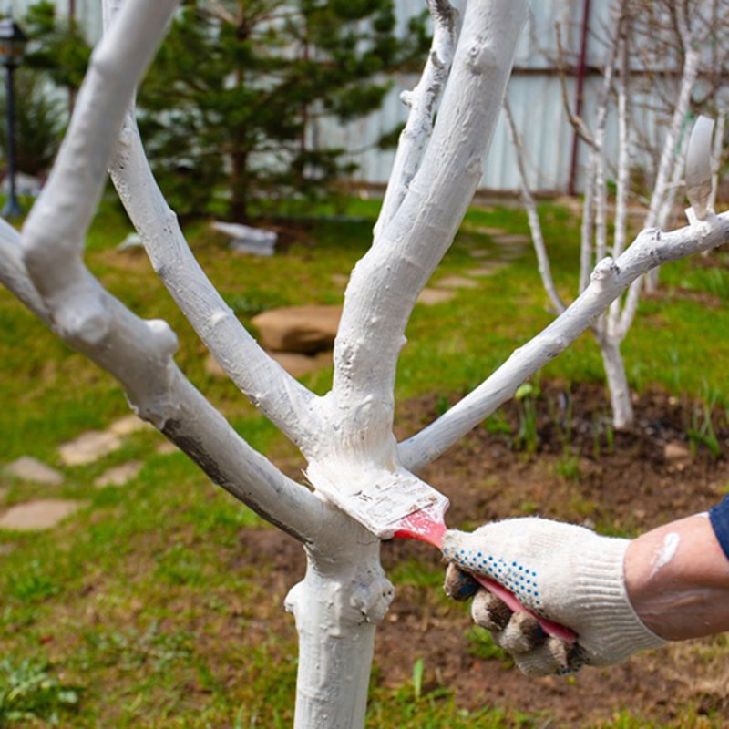 chaulage arbres fruitiers