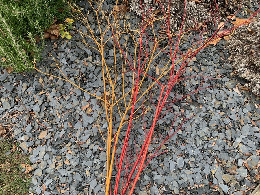 Créer un arbre de noël lumineux