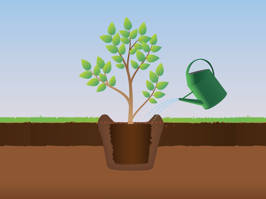 Les 6 Etapes Pour Planter Un Arbre Ou Un Arbuste Silence Ca Pousse Les 6 Etapes Pour Planter Un Arbre Ou Un Arbuste Silence Ca Pousse
