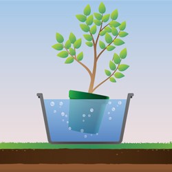 Comment planter un arbre ou un arbuste ?