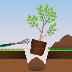 Comment planter un arbre ou un arbuste ?
