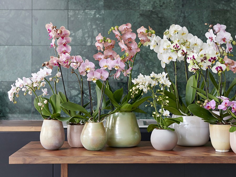 Orchidée : comment planter et entretenir un Phalaenopsis ou