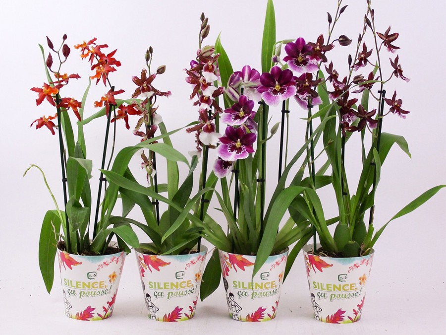 Comment bien entretenir son orchidée d'intérieur et la faire refleurir