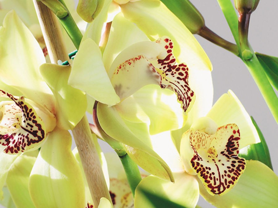 Comment entretenir une orchidée selon sa variété