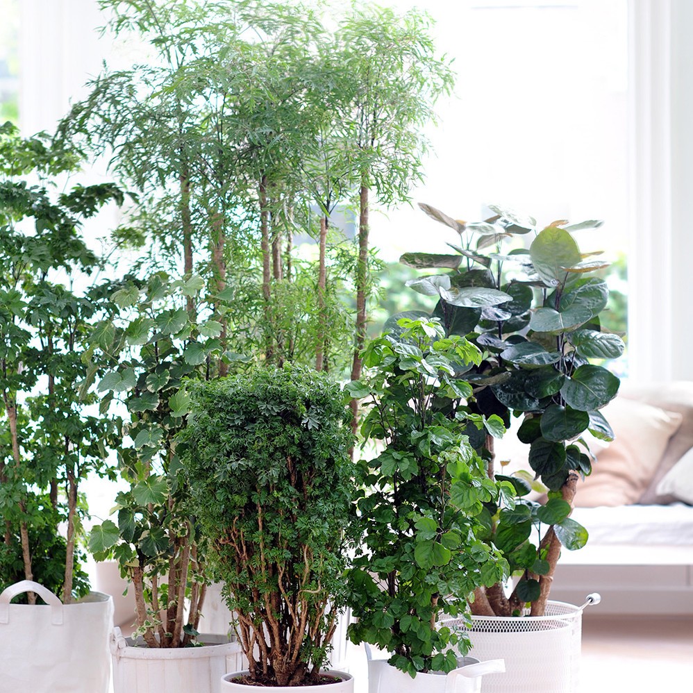 Entretien Plantes d'Interieur Entretien Plantes d'Interieur