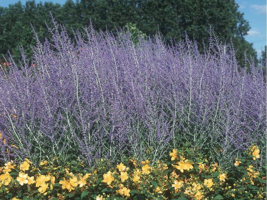 Jardin: des fleurs vite plantées, vite fleuries