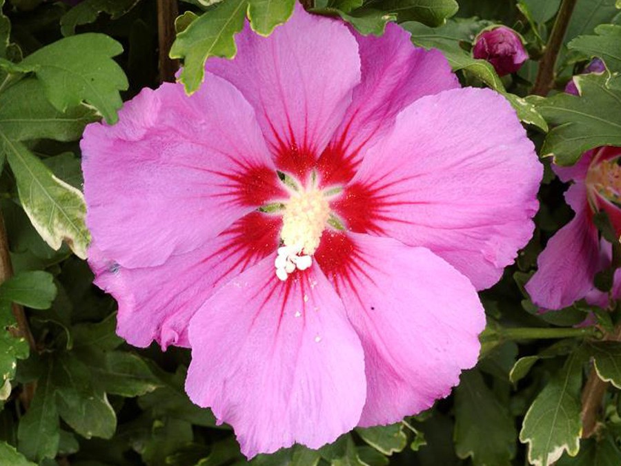 Hibiscus syriacus russian violet