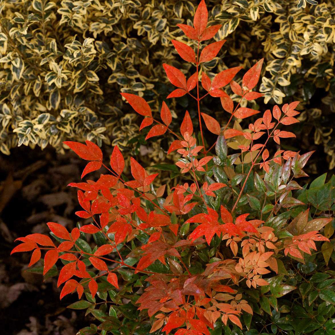 NANDINA domestica GULF STREAM