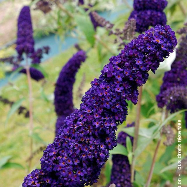 Fleur Buddleja