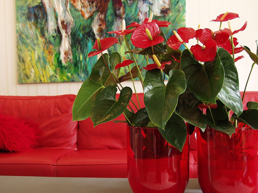 LES PLUS BELLES PLANTES A OFFRIR POUR LA SAINT-VALENTIN