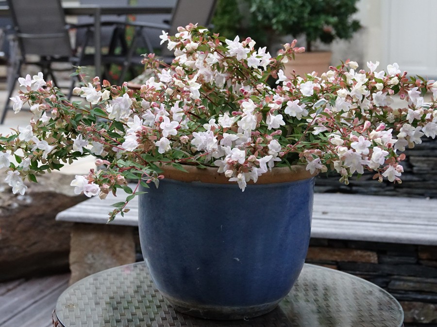 Plantes en pot : agrémenter sa terrasse ou son balcon : Abelia Grandiflora