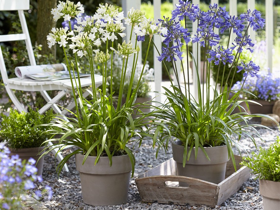 Plantes en pot : agrémenter sa terrasse ou son balcon : agapanthe ever collection