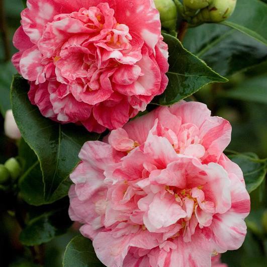 CAMELLIA japonica MARGUERITE GOUILLON