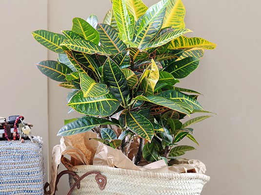 codiaeum.jpg codiaeum.jpg