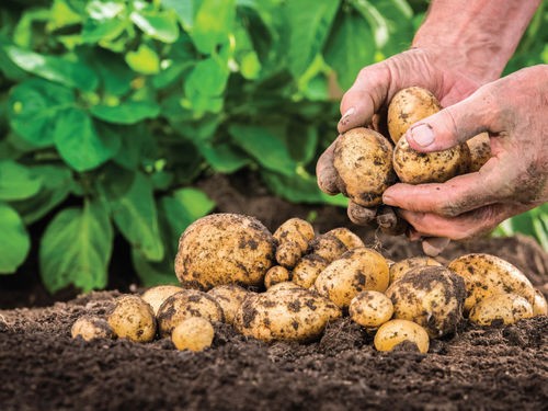 QUAND ET COMMENT PLANTER LES POMMES DE TERRE ?