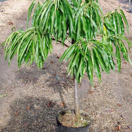 PRUNUS persica WHITE PEACHY