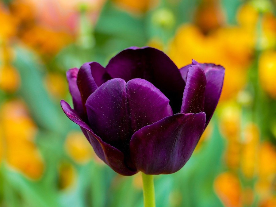 Tulipe violette