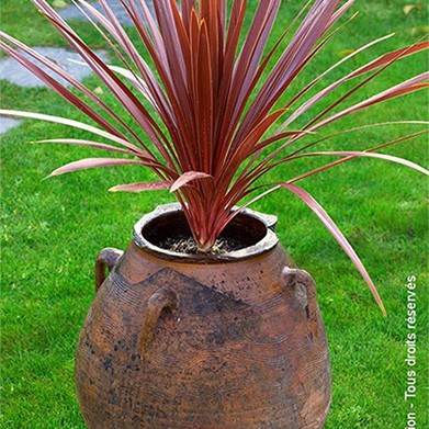 Cordyline